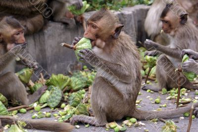 Monkeys eating