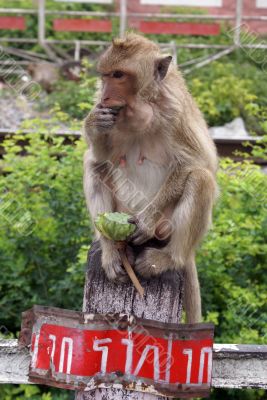Monkey with fruit