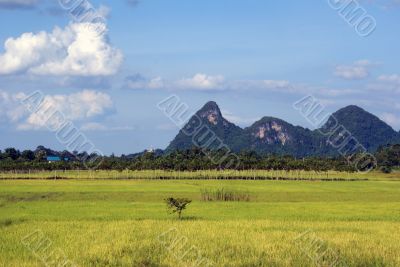 Green field, hill and sky