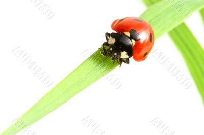 red ladybug