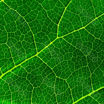 green leaf
