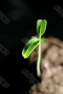 new life plant