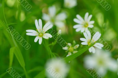 white spring flowers