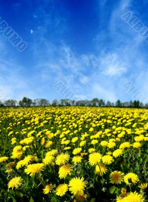 dandelion field