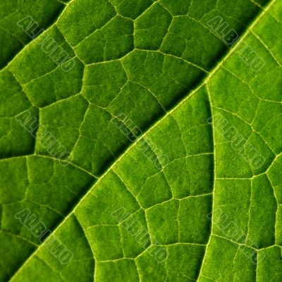 green leaf