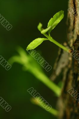 new life