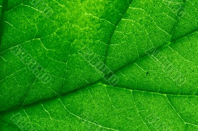 green leaf
