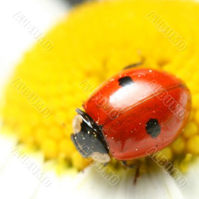 ladybug on camomile