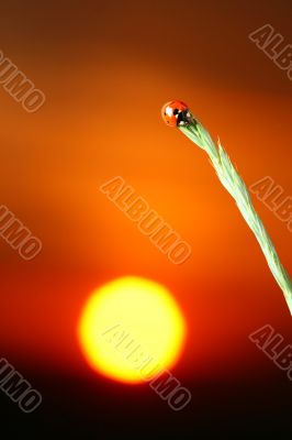 sunrise ladybug