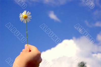 camomile flower in hand