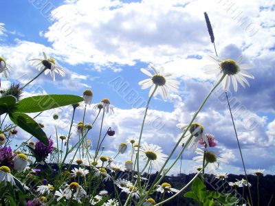 camomiles and wild flowers