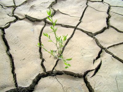 lonely plant on cracked ground