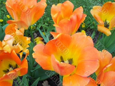 Orange tulips