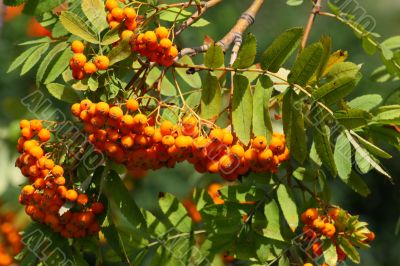 Rowan tree