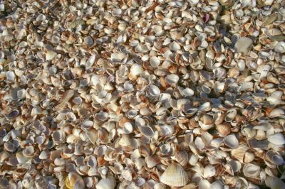 Shells
