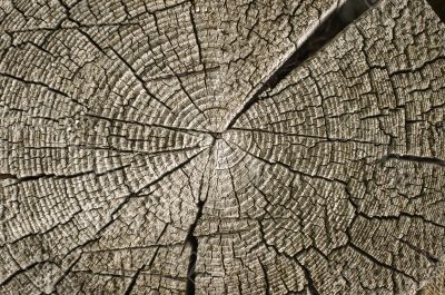 Wooden texture.
