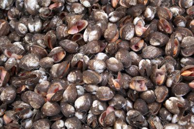 Shells on the market