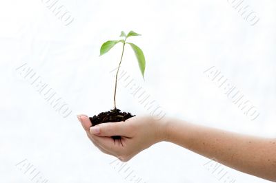 Plant in hand