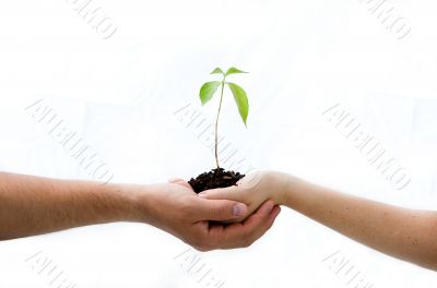 Plant in hands