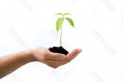 Plant in male hand