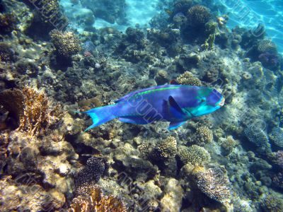 Parrot fish