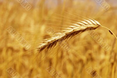 Close-up of golden weat