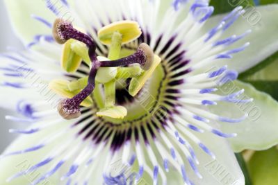 Purple Passionflower