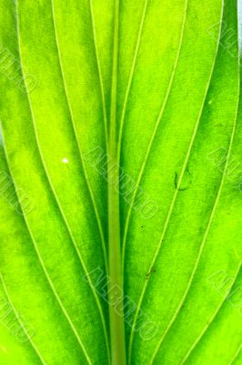 green leaf