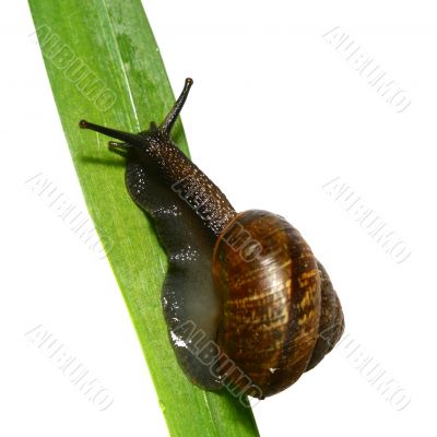 isolated shell