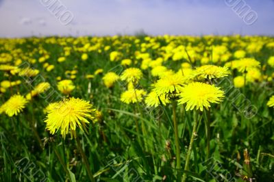 dandelion landscape