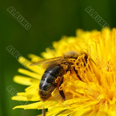 bee