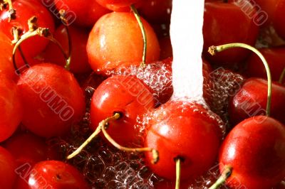 sweet cherry under wet