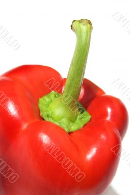 Single red pepper