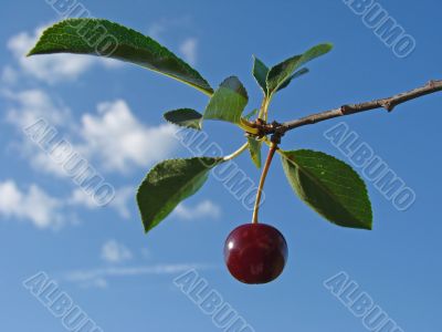 ripe cherry