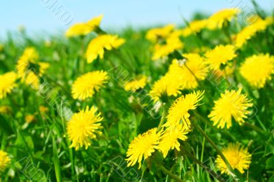 dandelion field
