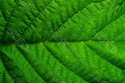 green leaf