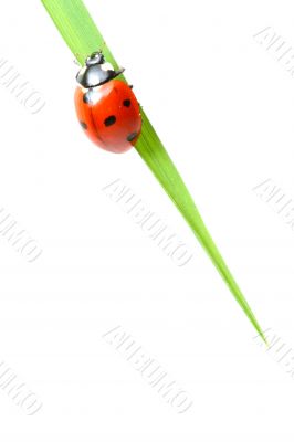 red ladybug