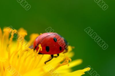 ladybug on dandelion