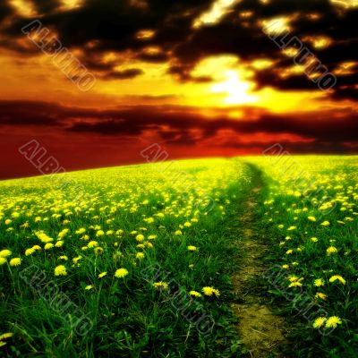 sunrise on dandelion field
