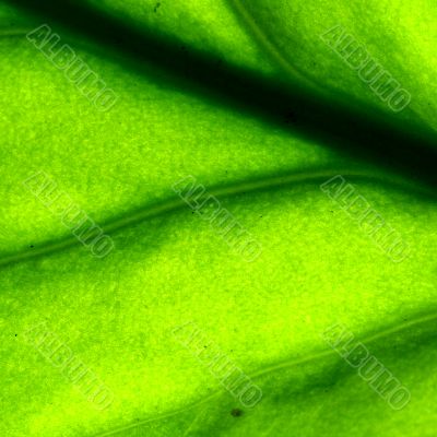 green leaf