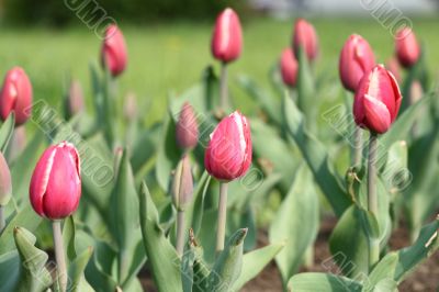 tulip