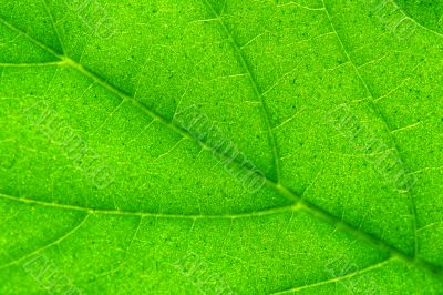 green leaf