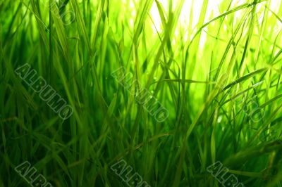 grass