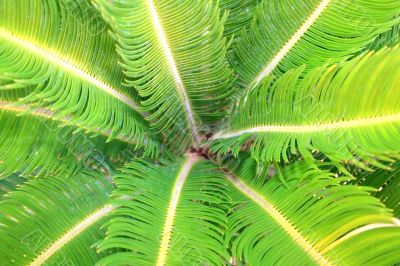 Palm leaves
