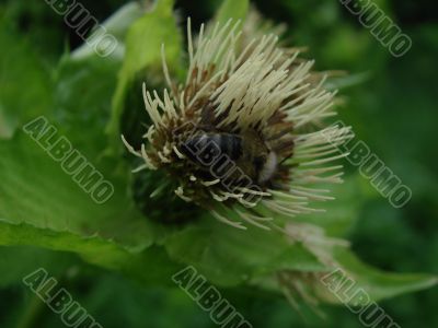 insect collecting nectar