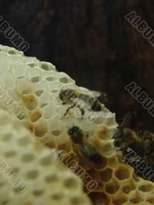 bees on honeycomb macro two