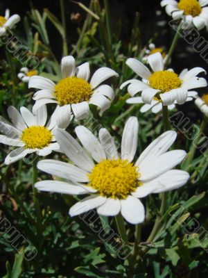 flower yellow white