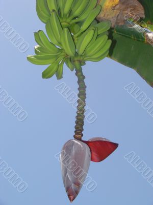 banana plant macro