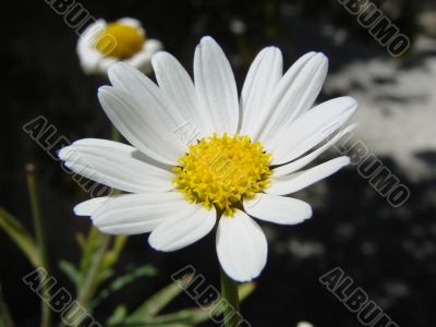 yellow white flower