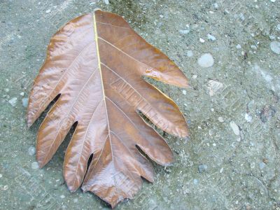 leaf